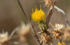 Centaurea solstitialis
