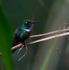 Schistes albogularis