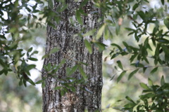 Quercus laurifolia