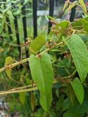 Cissus hastata