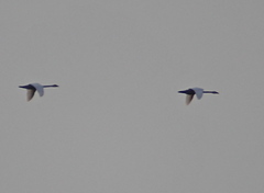 Cygnus columbianus bewickii