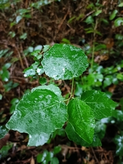 Populus × canescens