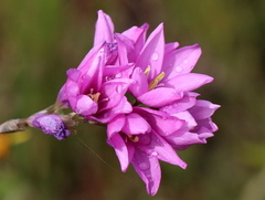 Ixia flexuosa