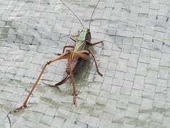 Metrioptera brachyptera