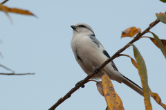 Cyanistes cyanus