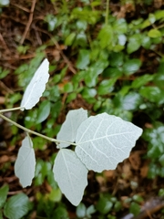 Populus × canescens