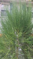 Cytisus scoparius