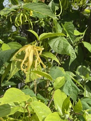 Cananga odorata