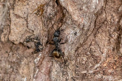 Camponotus aeneopilosus