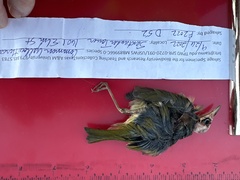 Geothlypis trichas