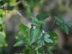 Dicliptera chinensis