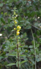 Aureolaria flava