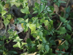 Dicliptera chinensis