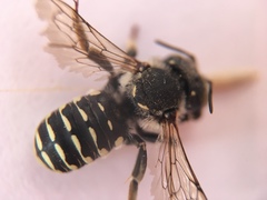 Anthidium