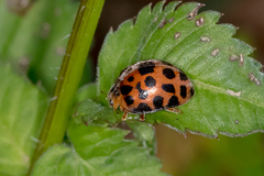 Henosepilachna vigintisexpunctata