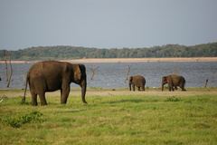 Elephas maximus maximus