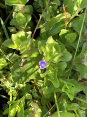 Bacopa caroliniana
