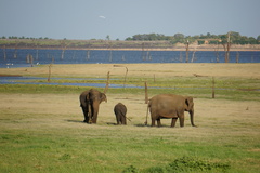 Elephas maximus maximus