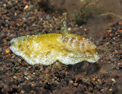Macroschisma cuspidatum