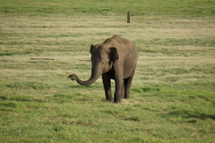 Elephas maximus maximus