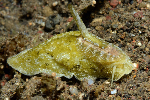 Macroschisma cuspidatum — seen at this dive site