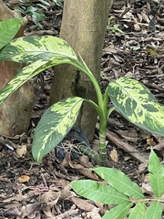 Dieffenbachia