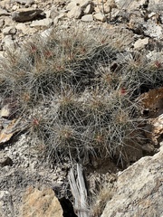 Echinocereus stramineus