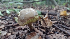 Boletaceae
