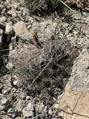 Hamatocactus hamatacanthus