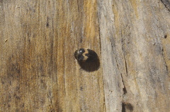 Attagenus fasciatus