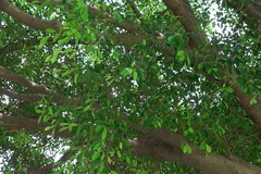 Ficus microcarpa