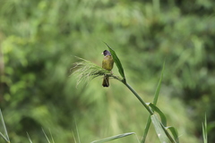 Spizixos semitorques