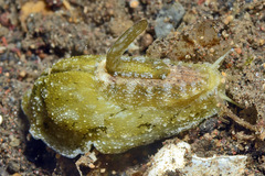 Macroschisma cuspidatum