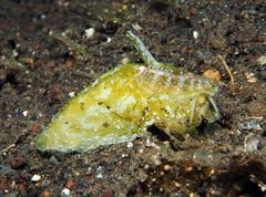 Macroschisma cuspidatum