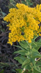 Solidago missouriensis