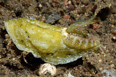 Macroschisma cuspidatum