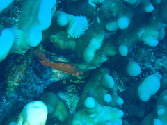 Cheilinus oxycephalus