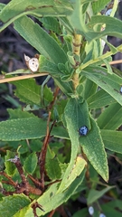 Solidago missouriensis