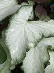 Caladium