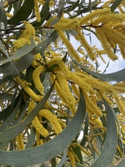Acacia cheelii