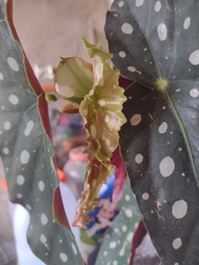 Begonia maculata