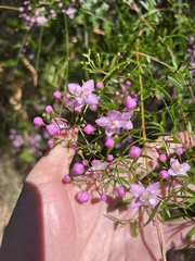 Boronia