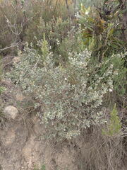 Podalyria burchellii