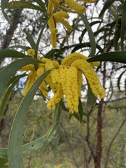 Acacia cheelii
