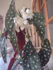 Begonia maculata