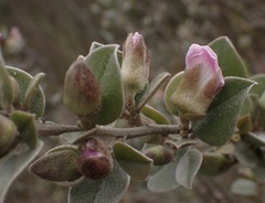 Podalyria burchellii
