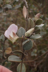 Podalyria burchellii