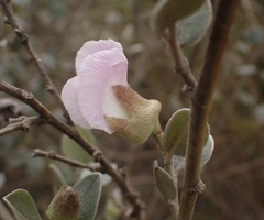 Podalyria burchellii