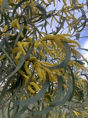 Acacia cheelii