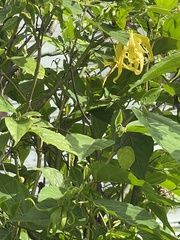 Cananga odorata